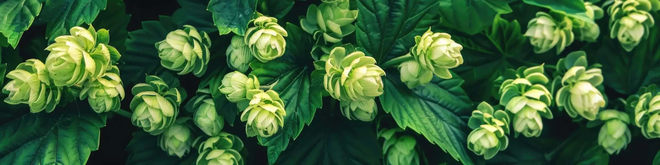 Close-up hop cones and green leaves